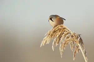 Panurus: Bearded Tit