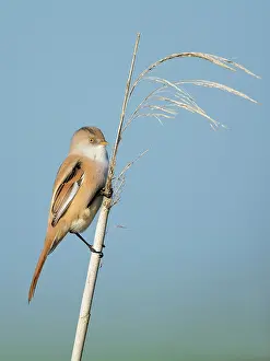 Panurus: Bearded Tit