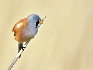 Panurus: Bearded Tit