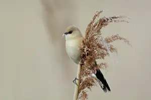 Panurus: Bearded Tit