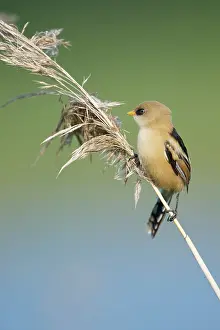 Panurus: Bearded Tit