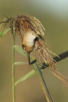 Panurus: Bearded Tit