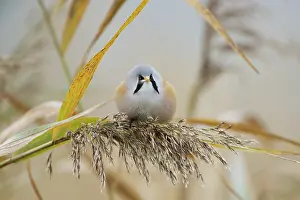 Panurus: Bearded Tit