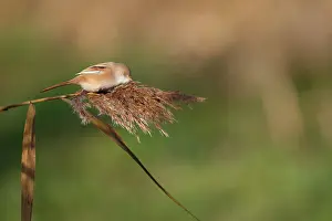 Panurus: Bearded Tit