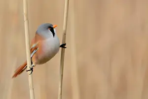 Panurus: Bearded Tit