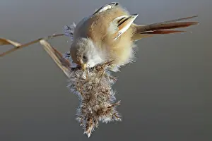 Panurus: Bearded Tit