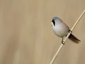 Panurus: Bearded Tit