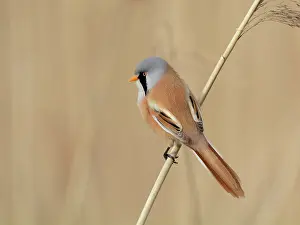 Panurus: Bearded Tit