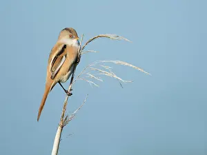Panurus: Bearded Tit