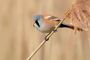 Panurus: Bearded Tit