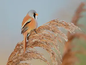 Panurus: Bearded Tit