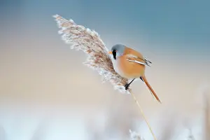 Panurus: Bearded Tit