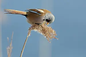 Panurus: Bearded Tit