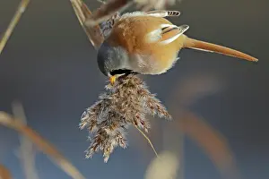 Panurus: Bearded Tit