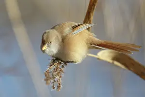 Panurus: Bearded Tit