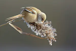 Panurus: Bearded Tit