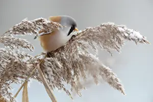 Panurus: Bearded Tit