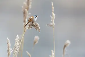 Panurus: Bearded Tit