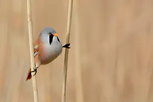 Panurus: Bearded Tit