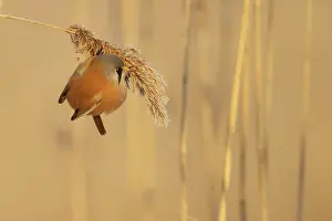 Panurus: Bearded Tit