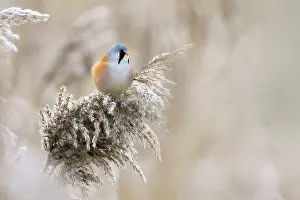 Panurus: Bearded Tit