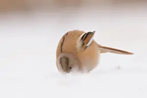 Panurus: Bearded Tit
