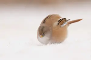 Panurus: Bearded Tit
