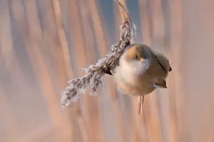 Panurus: Bearded Tit