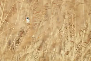 Panurus: Bearded Tit