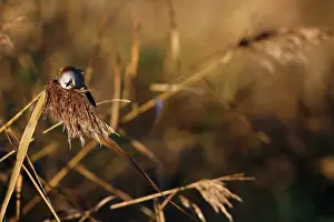 Panurus: Bearded Tit