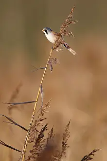 Panurus: Bearded Tit