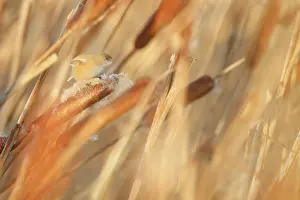 Panurus: Bearded Tit