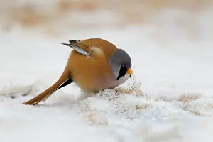 Panurus: Bearded Tit