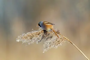 Panurus: Bearded Tit