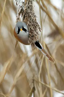 Panurus: Bearded Tit
