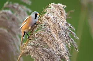 Reedbeds: Bearded Tit
