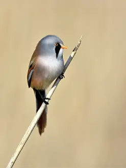 Reeds: Bearded Tit