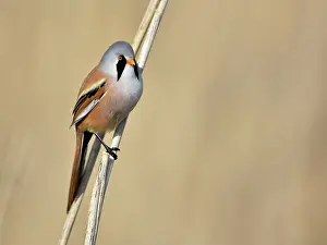 Reeds: Bearded Tit