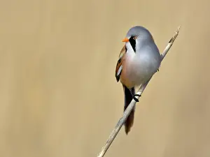 Reeds: Bearded Tit