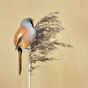 Panurus: Bearded Tit