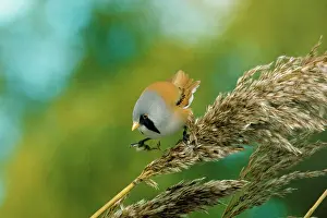 Reedling: BEARDED TIT / BEARDED REEDLING
