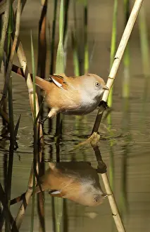Panurus: Bearded Tit / Bearded Reedling