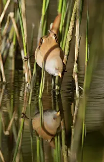 Panurus: Bearded Tit / Bearded Reedling