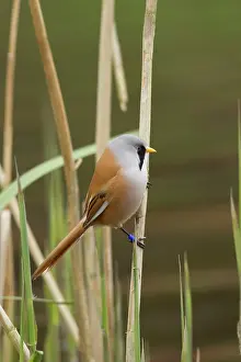 Panurus: Bearded Tit / Bearded Reedling