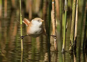 Panurus: Bearded Tit / Bearded Reedling