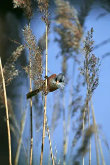 Tits: BEARDED TIT / BEARDED REEDLING - Collecting feathers