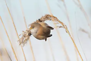 Panurus: Bearded Tit, Bearded Reedling - female hanging on
