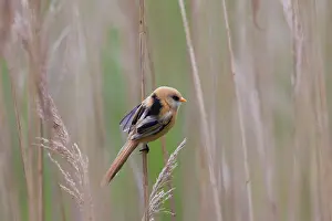 Panurus: Bearded Tit / Bearded Reedling juvenile clinging