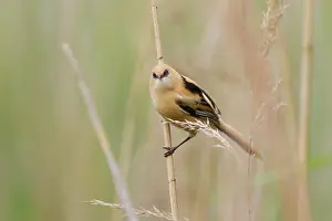 Panurus: Bearded Tit / Bearded Reedling juvenile clinging