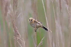 Panurus: Bearded Tit / Bearded Reedling juvenile clinging